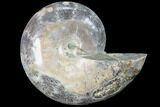 Thick Ammonite (Anapuzosia) Fossil Half #88040-1